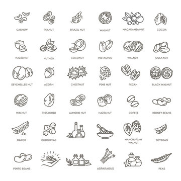 web icons collection - nuts, beans and seed.