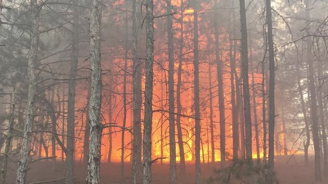 Soaring Flames And Smoke Above Burning Trees. Fire Storm In The Forest &ndash; Hell On Earth.