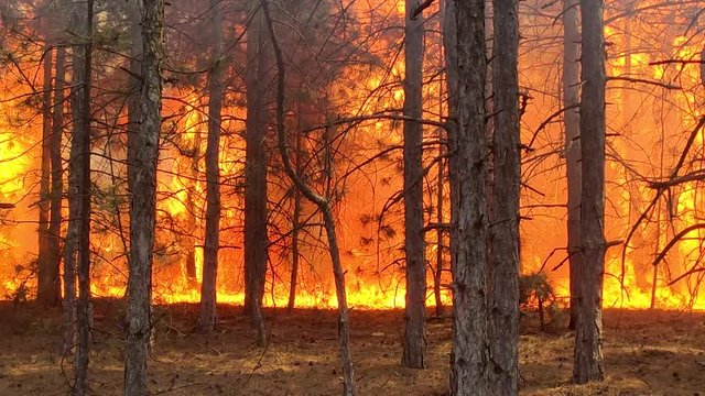 Soaring Flames And Smoke Above Burning Trees. Fire Storm In The Forest &ndash; Hell On Earth.