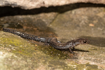 Valley and Ridge Salamander, Pennsylvania , USA - Plethodon hoffmani