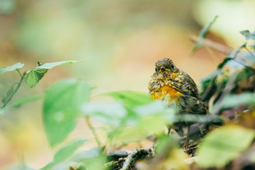 Cute little juvenile Robin in the woods. 
