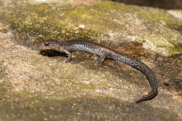 Valley and Ridge Salamander, Pennsylvania , USA - Plethodon hoffmani