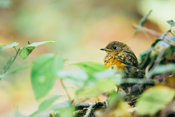 Cute little juvenile Robin in the woods. 