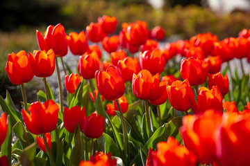 Red tulips background. Beautiful tulip in the meadow. Flower bud in spring in the sunlight. Flowerbed with flowers. Tulip close-up. Red flower