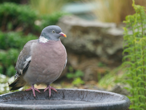A plump Wood Pigeon (Columba palumbus) perched on the edge of a garden bird bath.UK bird.Image