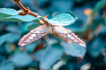 Closeup beautiful butterfly in a summer garden