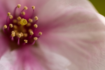 close up of pink flower Sakura Cherry Blossom