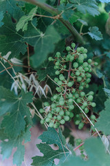 Naklejka premium young wine grapes in vineyard, early summer, close-up, grapes growing on vines in vine yard, Europe