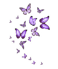 Naklejka na ściany i meble Flock of flying butterflies isolated on white