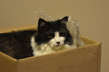 Cat in box with bubble wrap