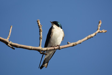 Tree Swallow perched on branch