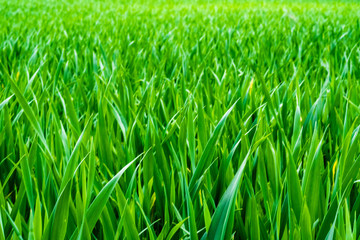 Grass is what you think of but it is a luscious young wheat field in spring