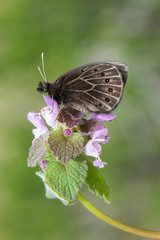 Satyridae / Uygur Güzelesmeri / / Proterebia afra