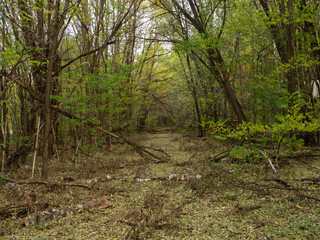 Previous roads and alleys are taken by trees and bushes. Ghost town of Pripyat, Chernobyl Exclusion Zone. Ukraine.