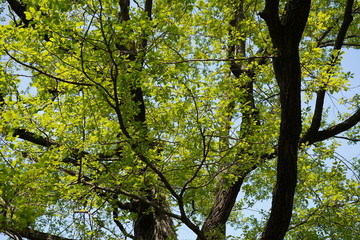 Grüne Baumkrone einer alten Eiche im Sonnenlicht