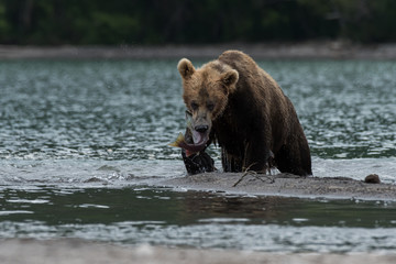 Obraz na płótnie Canvas Brown bear hunting a salmon fish in the wild Kamchatka, Russia 