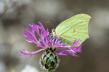 Pieridae / Orakkanat / / Gonepteryx rhamni