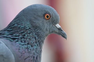 Portrait of a pigeon, Photo clicked at Surat, Gujarat - India
