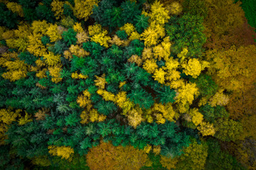Wald Drohne Drohnenaufnahme von oben