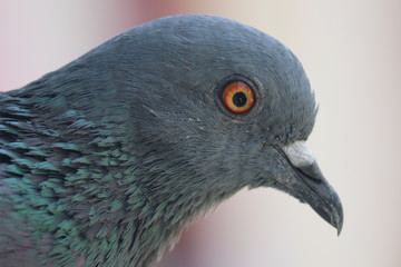 Portrait of a pigeon, Photo clicked at Surat, Gujarat - India