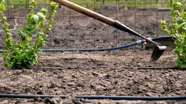 close-up, Gardener loosens black soil, ground using raker in vegetable garden in farmland, Leveling, plowing ground with rake before planting . Agriculture work in the garden .