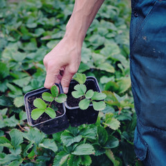 Farmer holds strawberry seedling in his hands against garden background. Bio organic farming...