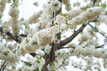 branch with spring blossom