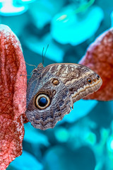 Fototapeta premium Blue Morpho, Morpho peleides, big butterfly sitting on green leaves, beautiful insect in the nature habitat