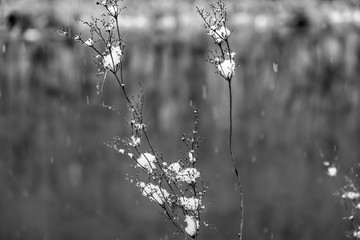 Fototapeta premium Winter Pflanze Schnee