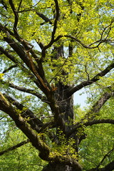 Alte Eiche im Berliner Tiergarten