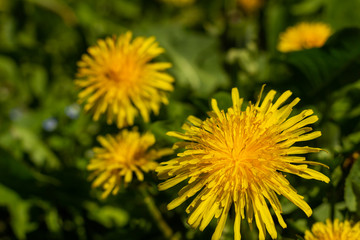 Flower of dandelion by CU with the washed out back background
