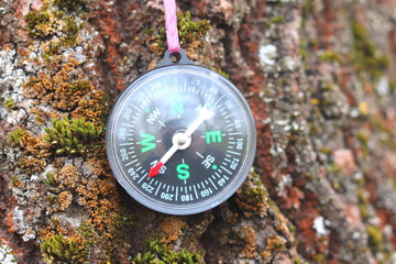 Old iron compass on tree in forest