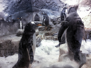 cute real penguins in an aquarium