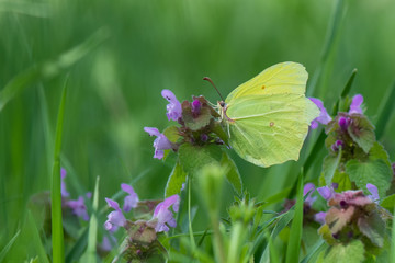 Pieridae / Orakkanat / / Gonepteryx rhamni