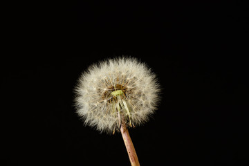 dandelion on black background