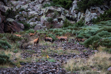 Chamois in Porte Puymorens, Capcir mountains, Pyrenees, France