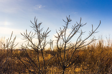 wild bush shrubs plant thorn drought dry twig