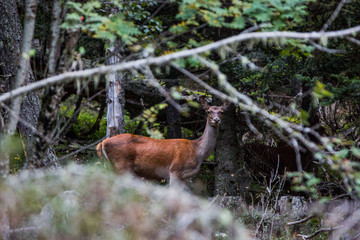 Naklejka na ściany i meble Deer in Capcir forest, Cerdagne, France