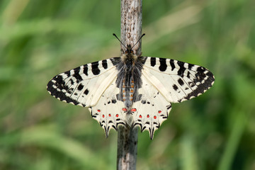 Papilionidae / Orman Fistosu / / Zerynthia cerisyi