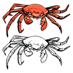 Drawing of red crab. Set of contour and color elements isolated on white. Hand drawn vector illustration in vintage, realistic, engraving, sketch style. For design, decor, card, print, sticker, poster