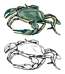 Drawing of swimming crab Portunidae. Set of contour and color elements isolated on white. Hand drawn vector illustration in vintage, realistic, engraving style. For design, decor, card, print, sticker