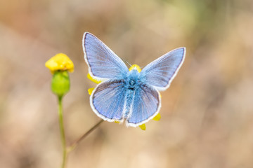 Lycaenidae / Çokgözlü Mavi / / Polyommatus icarus
