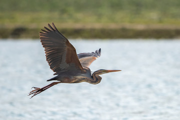 Erguvani balıkçıl » Purple Heron » Ardea purpurea