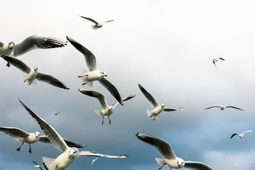 a large flock of hungry gulls in flight