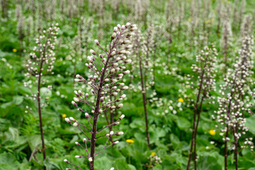 Pestwurz-Pflanzen am Lauenensee, Kt. Bern, Schweiz