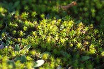 Moss in the autumn forest after rain strewn with raindrops.