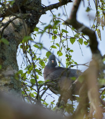 Wood Pigeon sat in tree looking straight at the camera