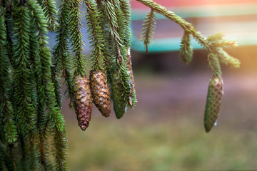 Fir cones with raindrops hanging from a branch on a forest background