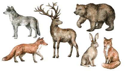 Watercolor forest animals. Wild wolf, fox, deer, bear, hare in realistic style. Hand painted wildlife illustration isolated on white background. Team of forest friends.