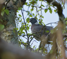 Wood Pigeon sat in tree